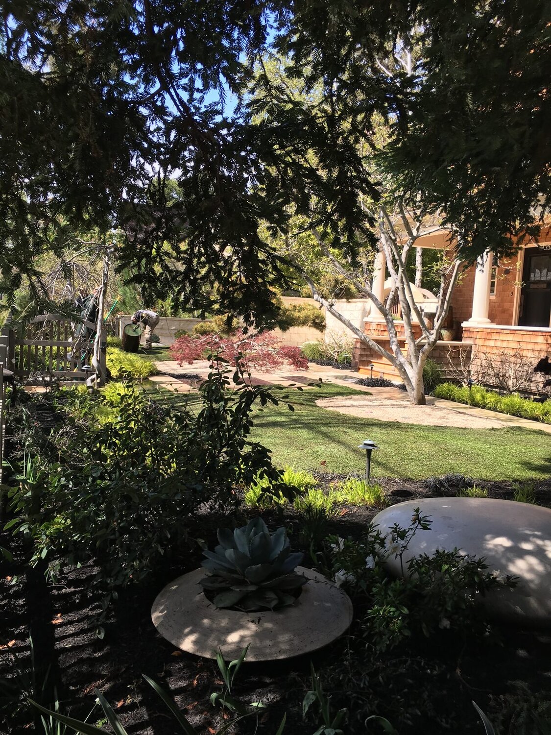 Garden lawn and planting beds along a path in a Bay Area yard