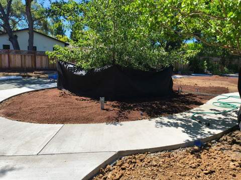 Newly planted tree with mulch ring beside a driveway
