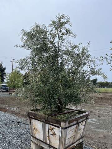 Boxed olive tree staged for planting