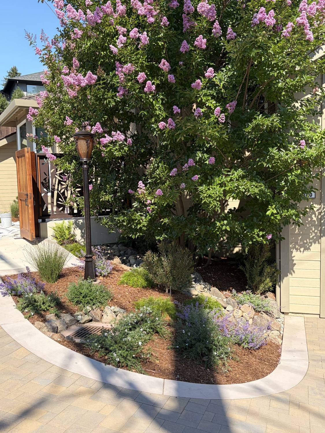 Newly planted tree and mulched planting border along a walkway